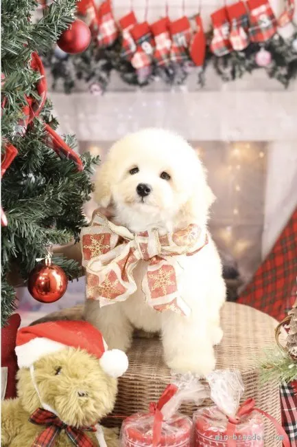 H.O 様のお迎えした子犬