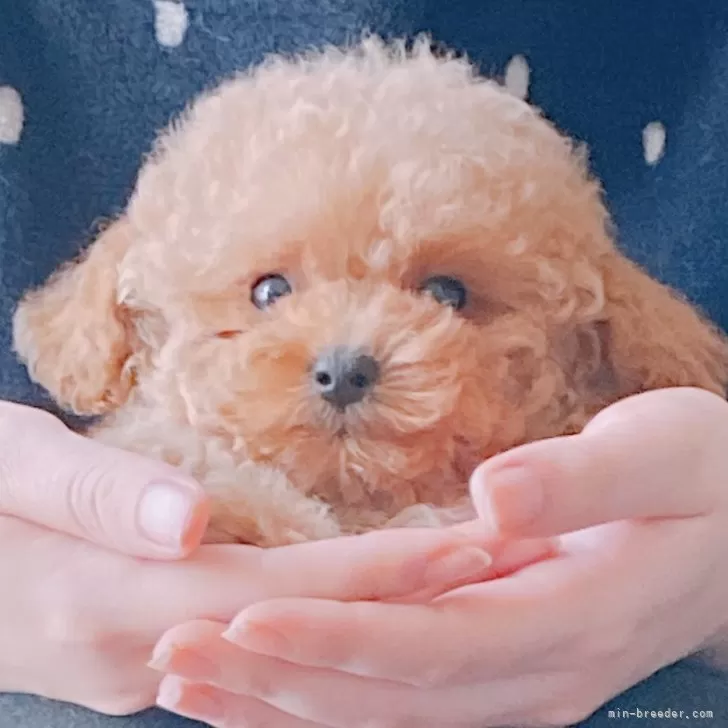 ID：2402-05168の子犬