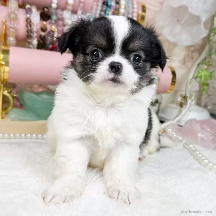 ID：2412-05242の子犬