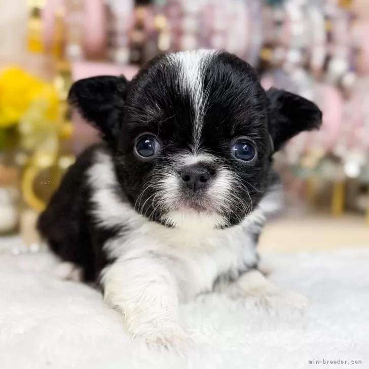 ID：2412-07483の子犬