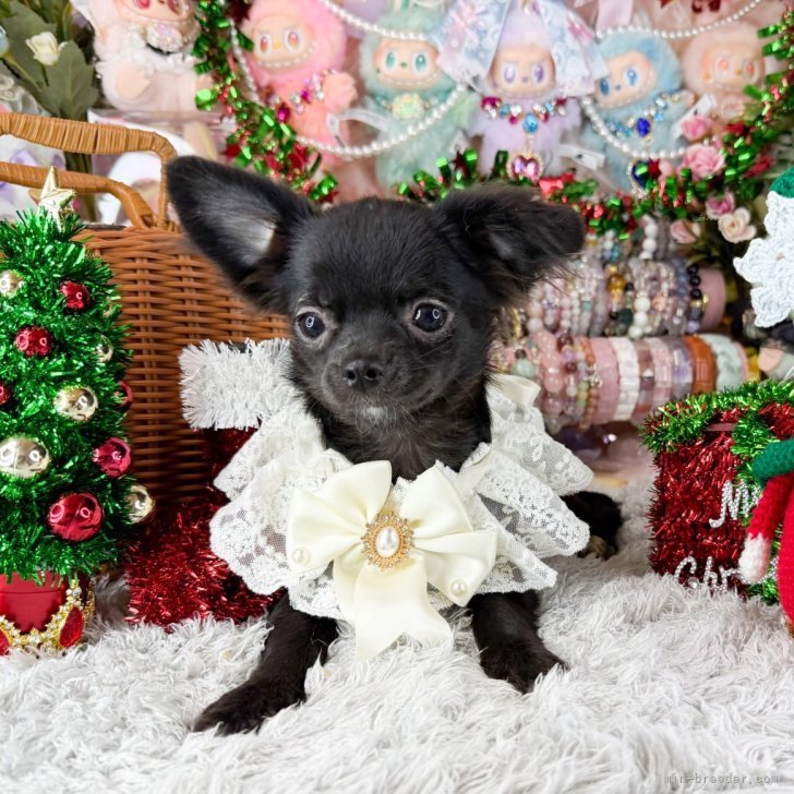 ブリーダー画像