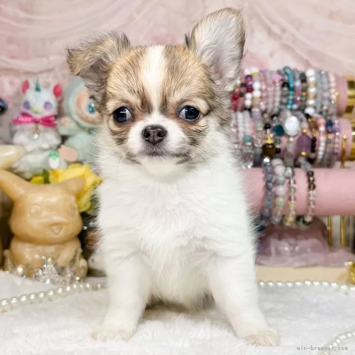 ID：2412-06783の子犬