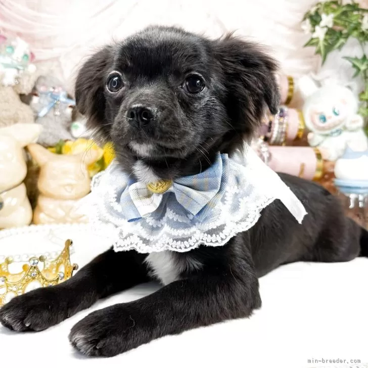 ID：2412-05240の子犬
