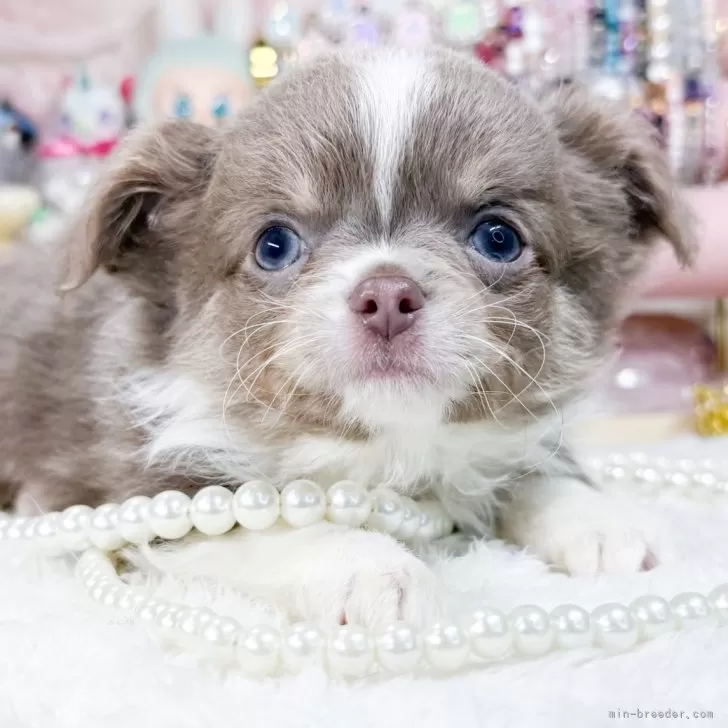 ID:2412-07482の子犬