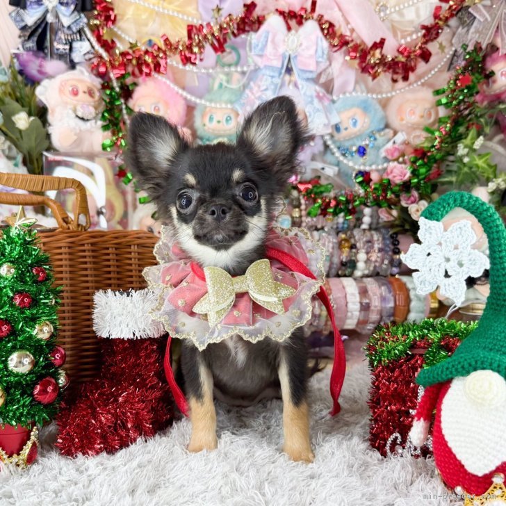 ブリーダー画像