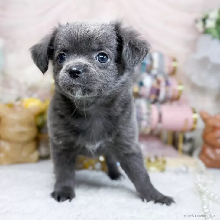 ID：2412-05241の子犬