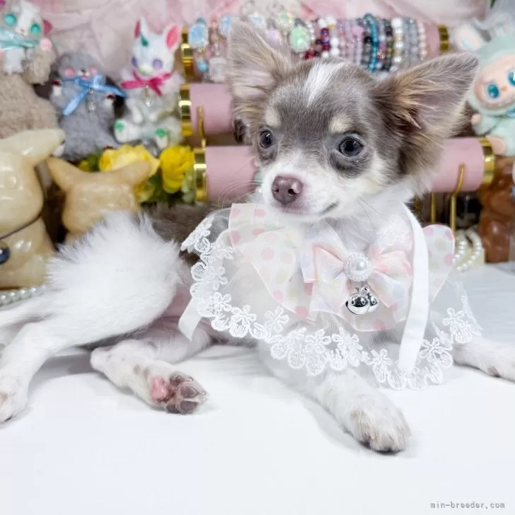 ID：2501-01724の子犬