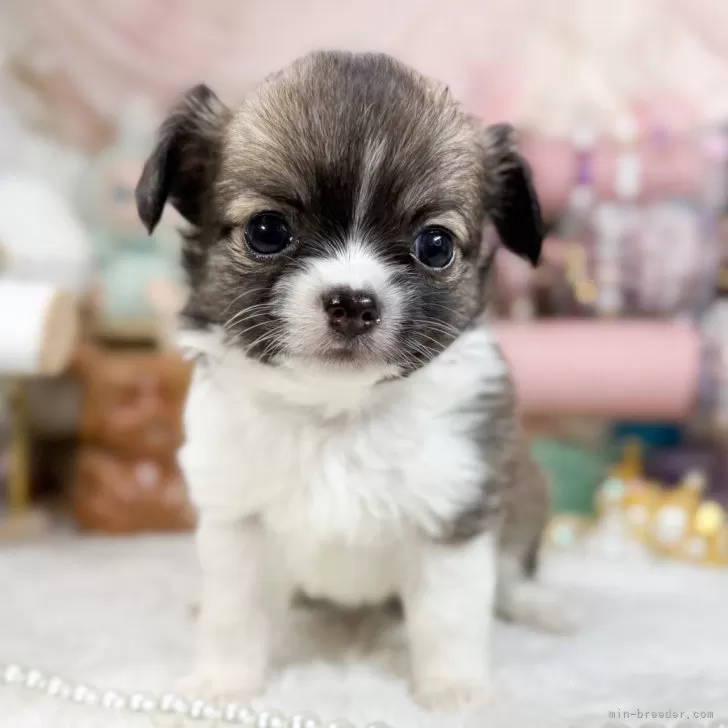ID:2412-06781の子犬