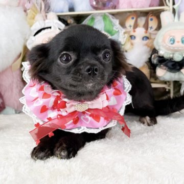 チワワ(ロング)【福岡県・女の子・2025年6月25日・ブラック】の写真「可愛いブラックソリッド女の子」