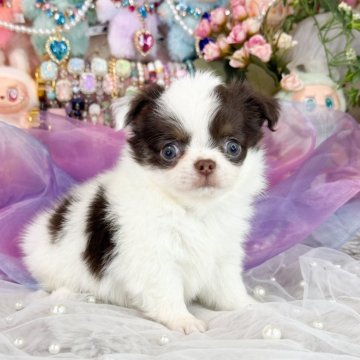 チワワ(ロング)【福岡県・女の子・2025年9月13日・チョコタンホワイト】の写真「可愛いチョコタンホワイトの女の子」