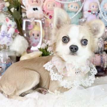 チワワ(ロング)【福岡県・女の子・2025年5月14日・ブルーフォーンホワイト】の写真「ミルクティーカラーの可愛い女の子」