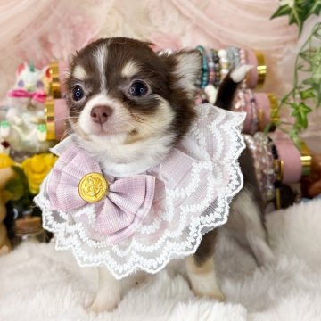 チワワ(ロング)【福岡県・女の子・2025年6月14日・チョコタンホワイト】の写真「可愛いチョコタンの女の子」
