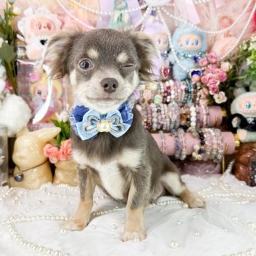 チワワ(ロング)【福岡県・男の子・2025年6月6日・イザベラタン】の写真「綺麗なイザベラタンの男の子」