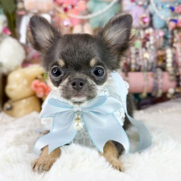 チワワ(ロング)【福岡県・男の子・2025年7月29日・ブルータン】の写真「ブルータンの男の子」