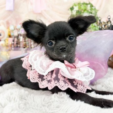 チワワ(ロング)【福岡県・女の子・2025年6月25日・ブラック】の写真「可愛いブラックソリッドの女の子」