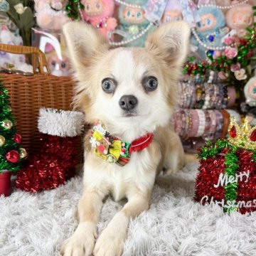 チワワ(ロング)【福岡県・女の子・2025年5月14日・ブルーフォーンホワイト】の写真「ミルクティーカラーの可愛い女の子」