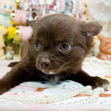 チワワ(ロング)【福岡県・男の子・2024年12月26日・チョコレート】の写真「可愛いチョコソリッドの男の子」