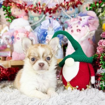 チワワ(ロング)【福岡県・女の子・2025年10月30日・チョコフォーン&ホワイト】の写真「可愛いチョコフォーンホワイトの女の子」