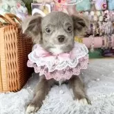 チワワ(ロング)