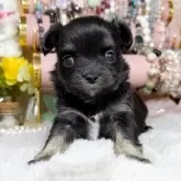 チワワ(ロング)