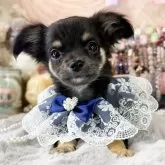 チワワ(ロング)