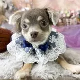 チワワ(ロング)【福岡県・男の子・2025年6月6日・イザベラタン】の写真1