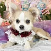 チワワ(ロング)