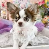 チワワ(ロング)