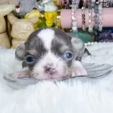 チワワ(ロング)