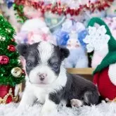 チワワ(ロング)