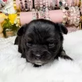 チワワ(ロング)