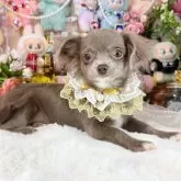 チワワ(ロング)