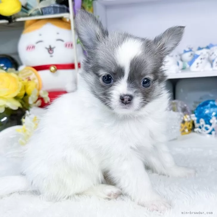 ID：2406-01584の子犬