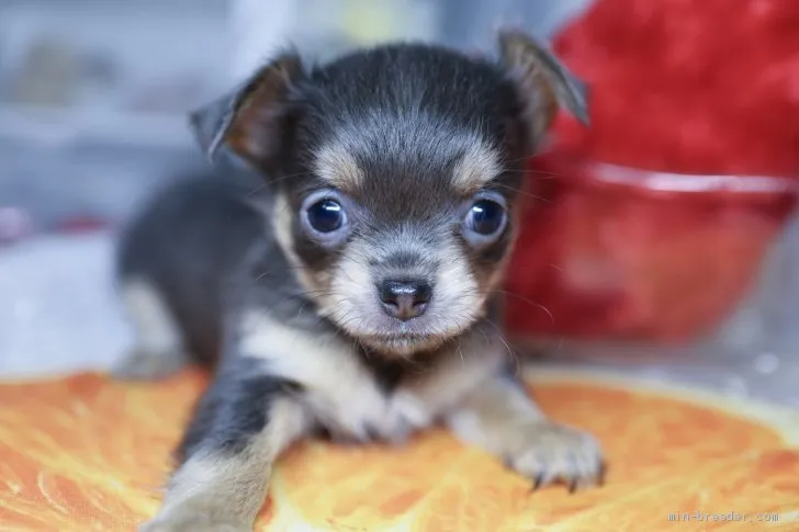 ID:1908-02240の子犬