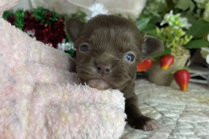 ID：2112-01017の子犬