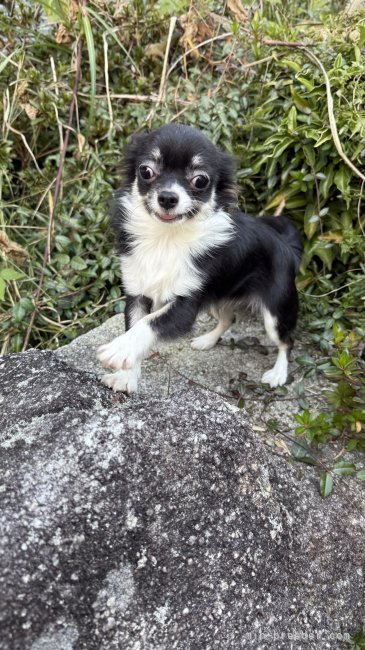 チワワ(ロング)【・女の子・2024年5月20日・ブラックタン】