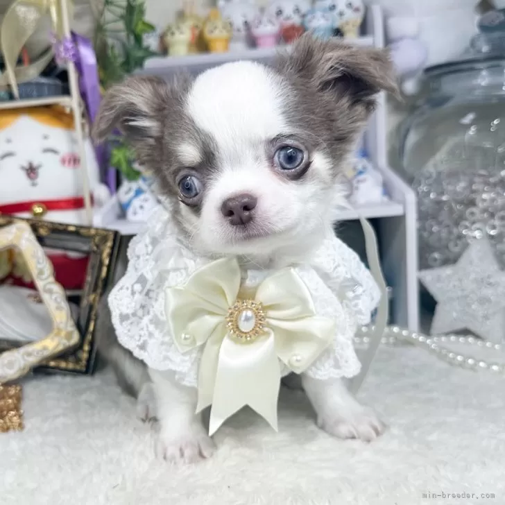 ID：2402-06735の子犬