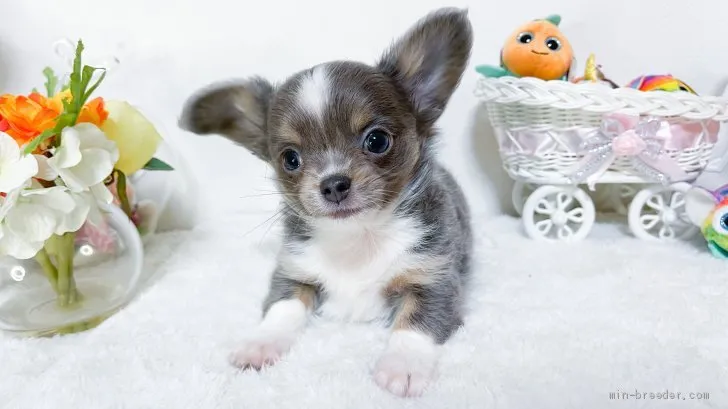 ID：2103-02164の子犬