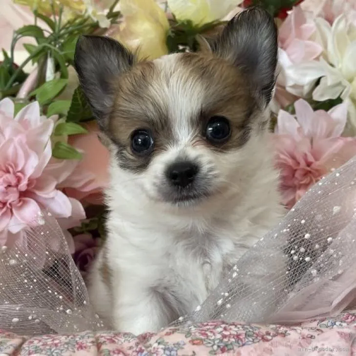 ID：2208-02696の子犬