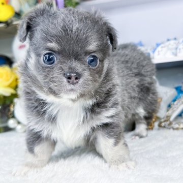 チワワ(ロング)【福岡県・男の子・2024年5月8日・ブルータンホワイト】の写真「可愛いブルータンの男の子」