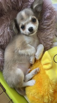 チワワ(ロング)【福岡県・男の子・2022年1月7日・ブルーフォーンホワイト】の写真「綺麗なブルーフォーンの男の子」