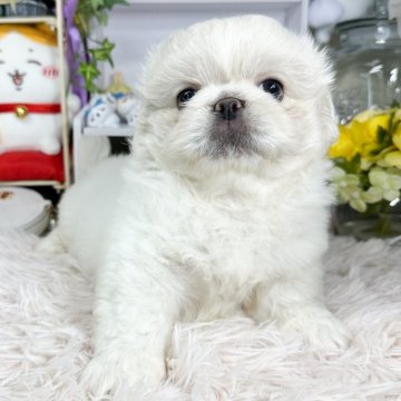 ペキニーズ【福岡県・男の子・2024年5月31日・クリーム】の写真「クリームペキの男の子」