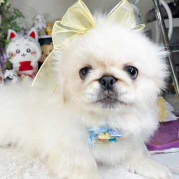 ペキニーズ【福岡県・男の子・2024年5月31日・ホワイト】の写真「薄いクリームかかったホワイト」