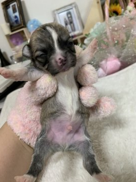 チワワ(ロング)【福岡県・男の子・2020年9月11日・レッドホワイト】の写真「母犬チャンピオン直子のレッドくん」