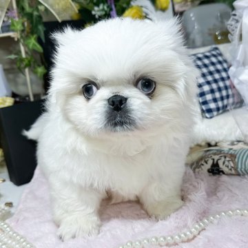 ペキニーズ【福岡県・男の子・2023年6月4日・ホワイト】の写真「アイラインバッチリ、イケメンくんです✨」