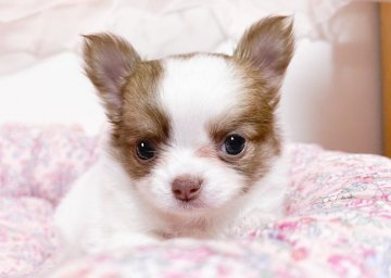 チワワ(ロング)【福岡県・女の子・2022年4月3日・チョコフォーンホワイト】の写真「可愛いお顔のチョコフォーンホワイトちゃん」