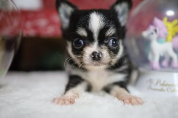チワワ(ロング)【福岡県・男の子・2020年12月16日・ブラックタンホワイト】の写真「母犬チャンピオン直子」