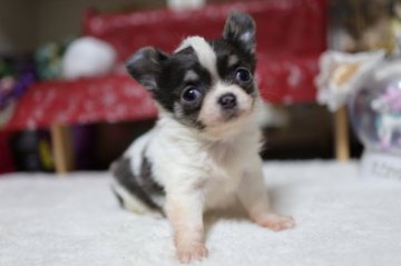 チワワ(ロング)【福岡県・男の子・2020年12月16日・ブルータンホワイト】の写真「母犬チャンピオン直子」