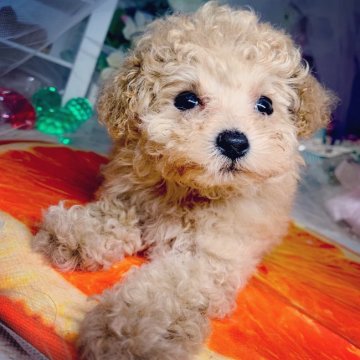 トイプードル(ティーカップ)【福岡県・女の子・2019年6月23日・アプリコット】の写真「小振りで可愛い女の子😍」