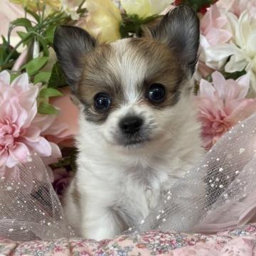 チワワ(ロング)【福岡県・男の子・2022年8月1日・ホワイトレッド】の写真「ホワイトレッドのパーティーカラー」